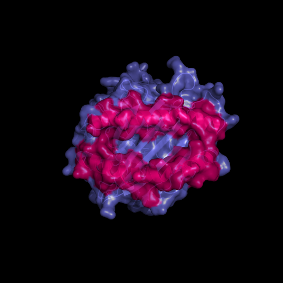 The structure of the class I human leukocyte antigen (HLA-A2) (pdb code: 3HLA http://www.rcsb.org/pdb/explore.do?structureId=3hla). Image generated by Pymol (http://www.pymol.org/ )