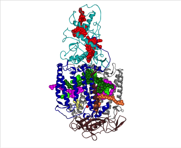 The crystal structure of the photosynthetic reaction centre from the purple bacterium Rhodopseudomonas viridis.