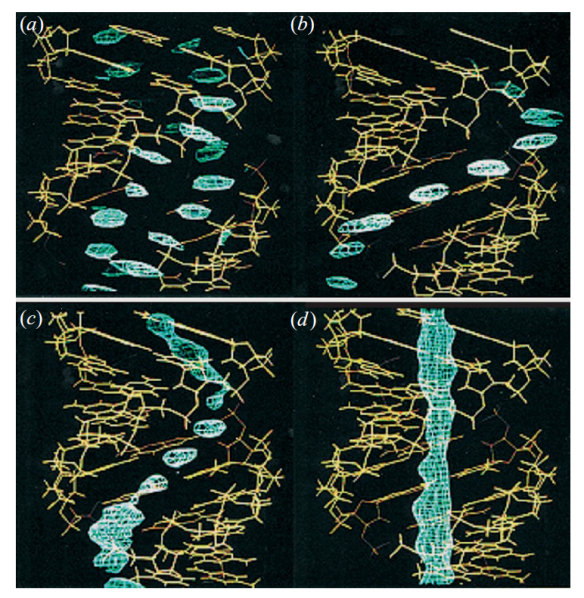 Water in DNA: the yellow sticks show the DNA helix, while blue shows where water sits in the structure. From [1]