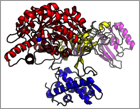 Urease