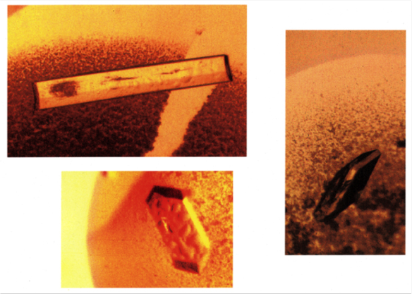 Apocrustacyanin A1 crystals; different crystal habits, identical unit cell dimensions (Naomi Chayen, Imperial College, London).