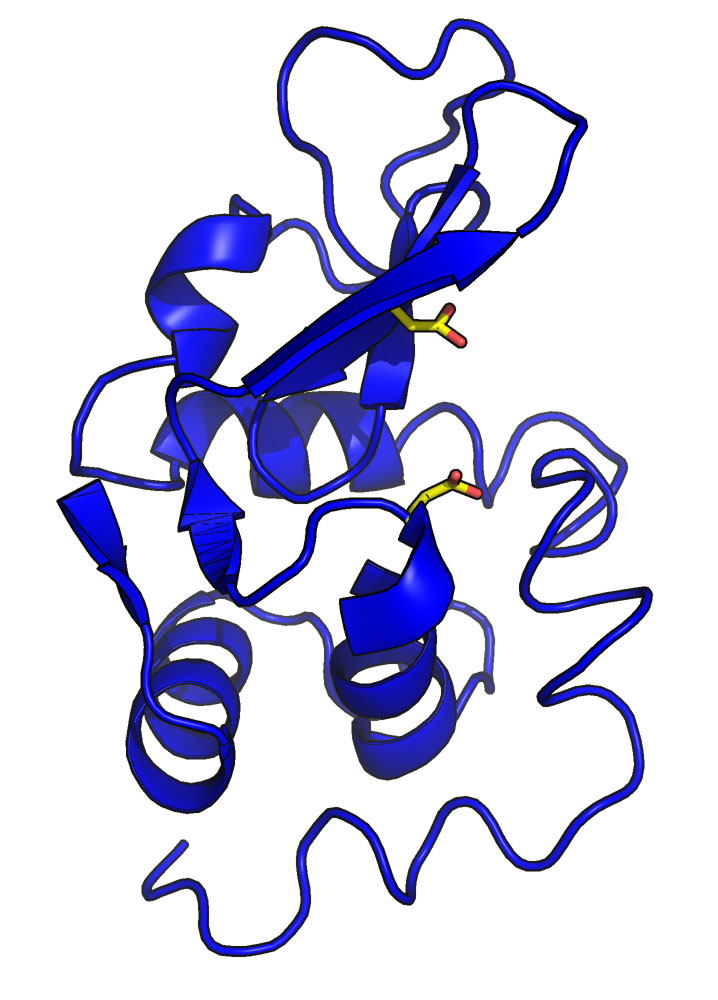 Cartoon representation of lysozyme from hen egg white (PDB ID 1LZY). The side chain atoms of two amino acids (glutamic acid 35 and aspartic acid 52) that are critical to the activity of the enzyme are show in yellow. The image was generated using the molecular graphics software PyMOL