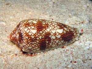 A Textile cone snail (Conus textile) taken at Cod Hole, Great Barrier Reef, Australia. Photographer: Richard Ling 