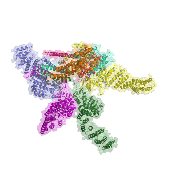 The structure of Cop9 with its eight domains coloured separately (NB- its overall dimensions are 173 x 142 x 108Å). Image generated by Pymol (http://www.pymol.org/) (pdb code: 4D10 http://www.pdb.org/pdb/explore/explore.do?structureId=4D10) 