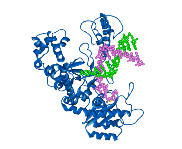 The Klenow fragment of DNA polymerase I from E. coli (in blue) with template and new DNA strands (green and magenta respectively). 