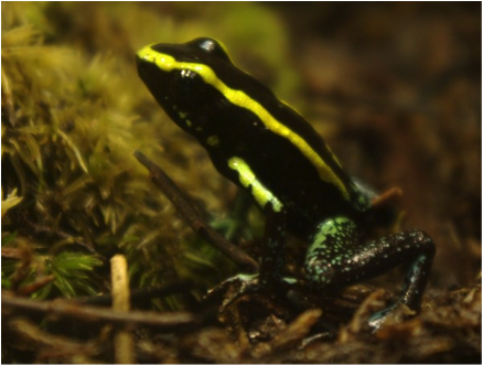 Colombian poison dart frog, Phyllobates aurotaenia. Image from: http://en.wikipedia.org/wiki/Phyllobates_aurotaenia# 