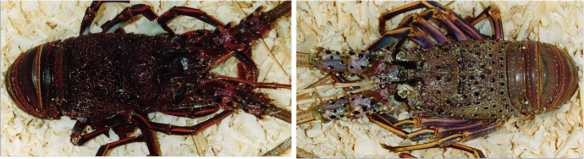 Other lobster crustacyanins; the Australian Western Rock Lobster (which has ‘red’ and ‘white’ phases); also only one gene (type 2)