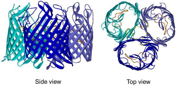 Outer membrane protein F (OmpF) from Escherichia coli