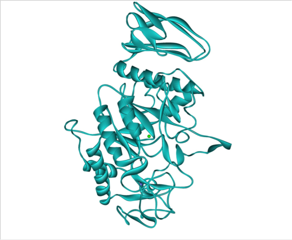 Human salivary α-amylase (cyan) with calcium ion (purple ball) and chloride ion (green ball).