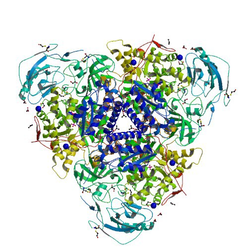 4GY7 jack bean urease deposited in the PDB in 2012. From the paper Crystallographic structure analysis of urease from Jack bean (Canavalia ensiformis) at 1.49 Å resolution deposited by Begum, A., Banumathi, S., Choudhary, M.I., & Betzel, C