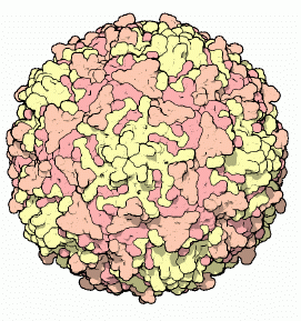 The Polio virus, from structure 2PLV in the PDB image by David Goodsell http://mgl.scripps.edu/people/goodsell/ for the RSCB PDB http://www.rcsb.org/pdb/home/home.do.