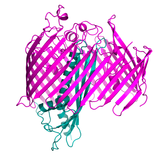 Image generated by Pymol (http://www.pymol.org/) using the coordinates from the protein data bank (accession code: 4N4R) 