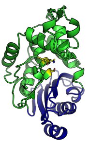 blactamase