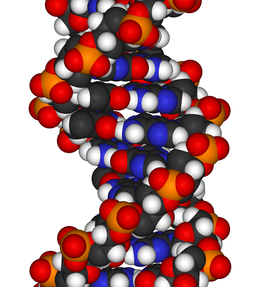 dna