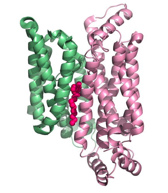 Image generated by Pymol (http://www.pymol.org/) using the coordinates from the protein data bank (pdb code: 4pyp)