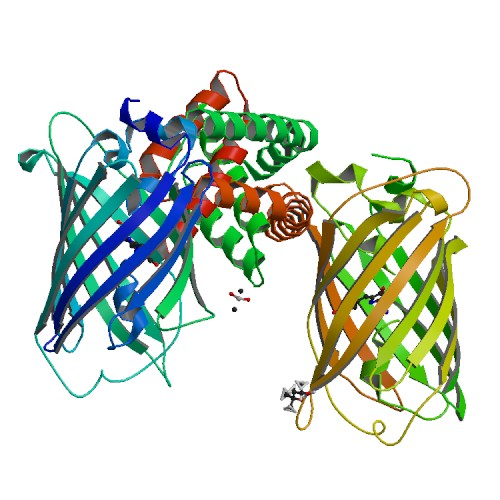 Biological assembly of Bak, generated by PISA. Image taken from the PDB http://www.rcsb.org/pdb/explore/explore.do?structureId=4U2V