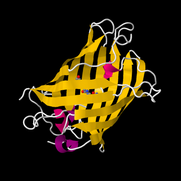 The GFP protein, drawn with JMOL. The protein folds into a cylindrical can (yellow) that houses the chromophore (shown as little balls) that results in the ‘green’ colouring of the protein when it is exposed to UV light.