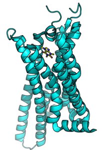 adenosine