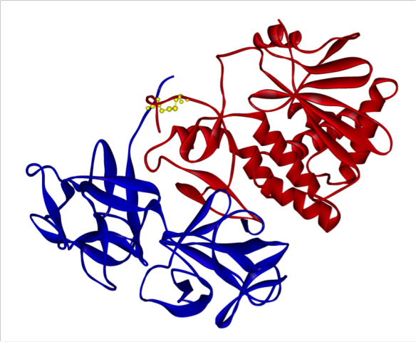 Ricin from Ricinus communis with A chain in red and B chain in blue and linking disulphide bond in yellow.