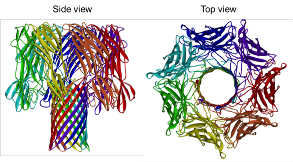 α-Haemolysin from Staphylococcus aureus with each segment coloured a different colour of the rainbow. 