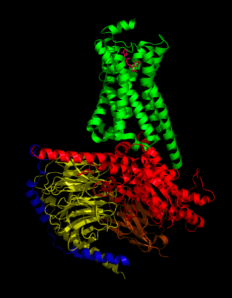 Image generated by Pymol (http://www.pymol.org/) 