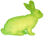 Alba the rabbit, whose genes were altered with GFP as part of work by artist Eduardo Kac 