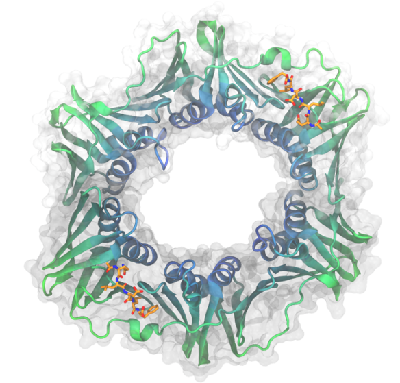 Image generated by VMD (Visual Molecular Dynamics) using the coordinates from the Protein Data Bank (PDB code: 3Q4J)
