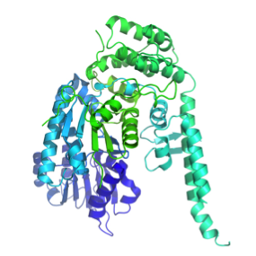 SM proteins, such as Munc18-1 (or Munc18a) shown below, consist of three separate domains that fold into a U-shaped or arch-shaped architecture. Image generated by Pymol (using the coordinates from the protein data bank (accession code: 3PUJ).