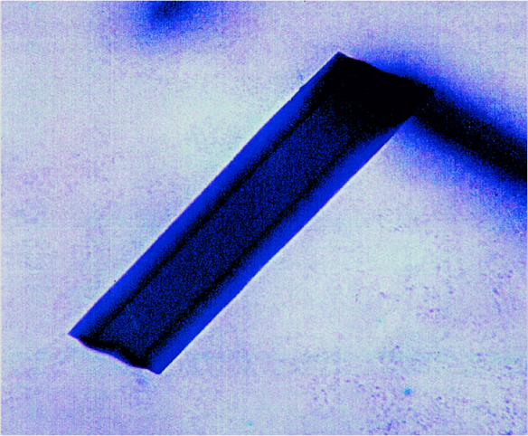Crystal grown by the microbatch method in a 2µl drop under oil. The photograph shows the natural blue colour of the crystal. Crystal size: 100×100×500 µm. Courtesy of Prof Naomi Chayen. 