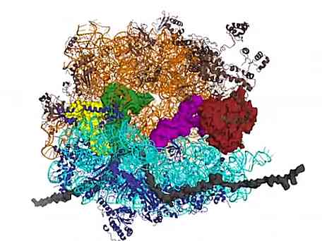 [EF-TU delivers aminoacyl-tRNA to the ribosome]
