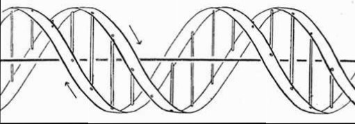 DNA, as drawn in the 1953 paper by Watson and Crick.