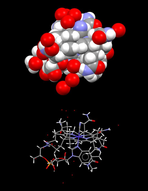 Conserved Structural Motifs across Diverse Vitamin B12 Binding Proteins