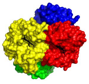 haemoglobin-final