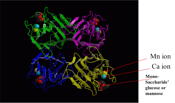 Concanavalin A is a tetramer of 100 kDa