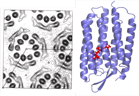On the left: an electron micrograph of the naturally occurring two-dimensional crystal of the protein, taken directly from cellular membrane (Unwin & Henderson 1975). Dark ‘blobs’ are the protein (bacteriorhodopsin), in between are lipids. On the right is one of the more recent crystal structures of bactiorhodopsin (Belrhali et al. 1999), PDB entry 1QHJ (Figure made with Pymol). The ‘blobs’ in the micrograph are helices viewed from above – these helices can be seen in the transmembrane view in the structure on the right. 