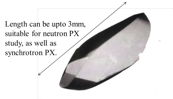 A crystal of jack bean concanavalin A, saccharide free crystal form.