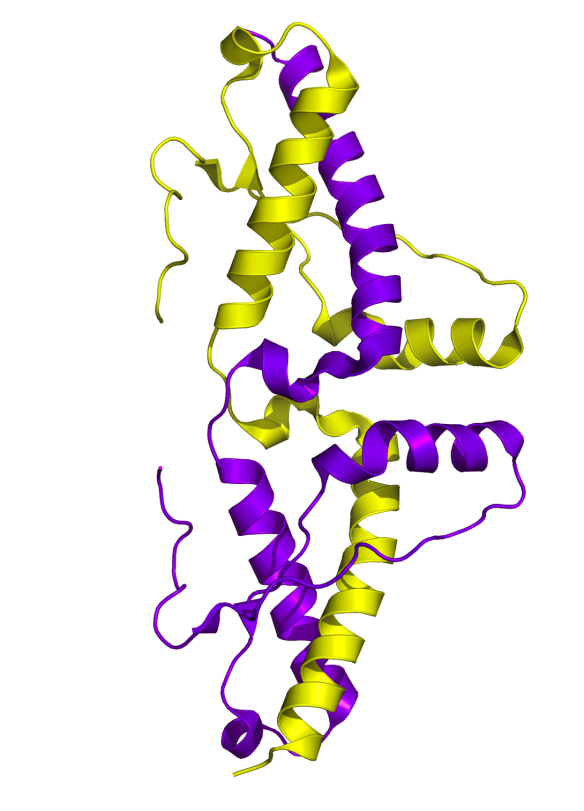 Image generated by Pymol (http://www.pymol.org/) using the coordinates from the protein data bank (accession code: 1I4M). 